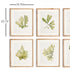 Kelp Prints, Set Of 6 - View 3