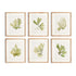 KELP PRINTS, SET OF 6