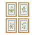 White Floral Study, Set Of 4