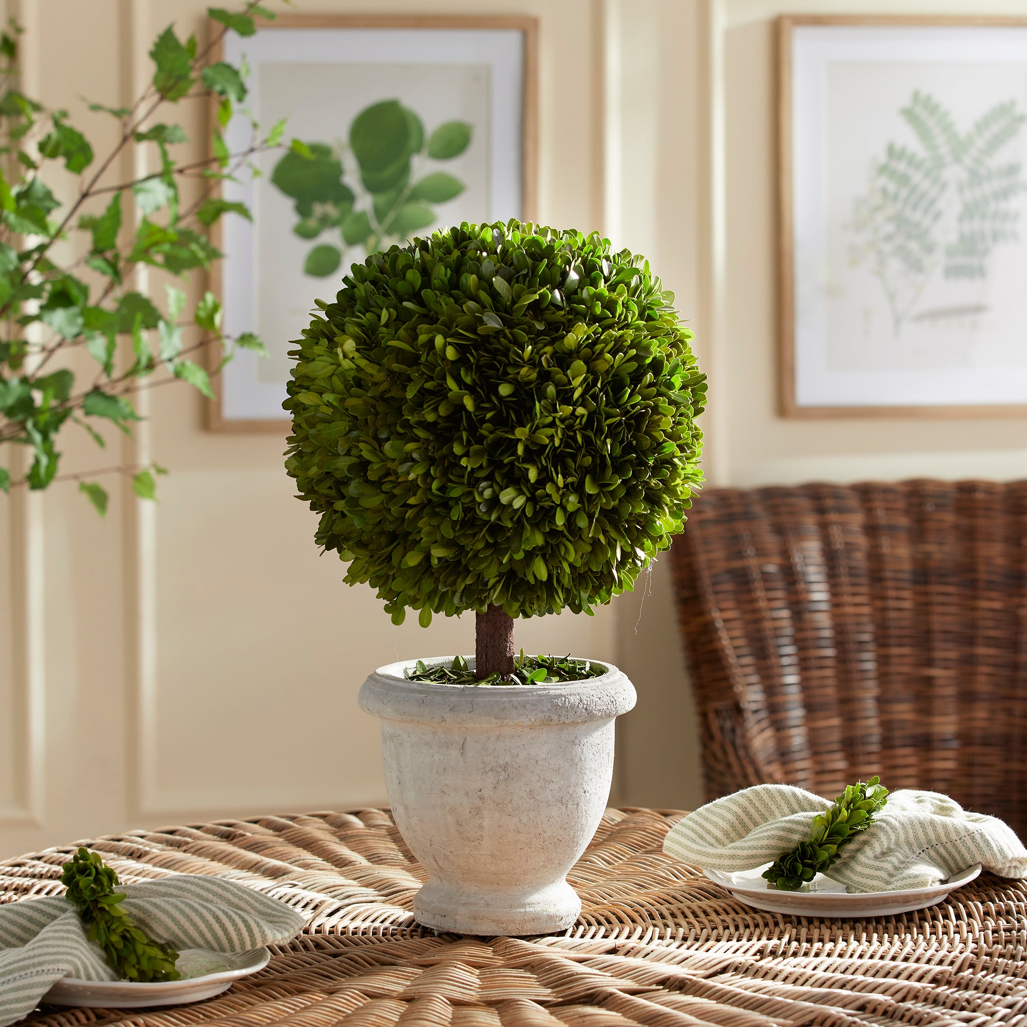 Boxwood Single 11" Ball Topiary In Pot - View 2