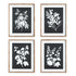 Monochrome Botanical Prints, Set Of 4