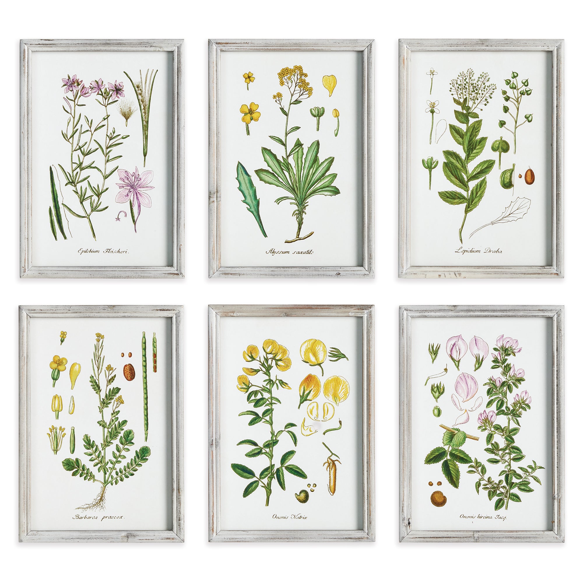 PERENNIAL BOTANICAL STUDY, SET OF 6 BY NAPA HOME & GARDEN