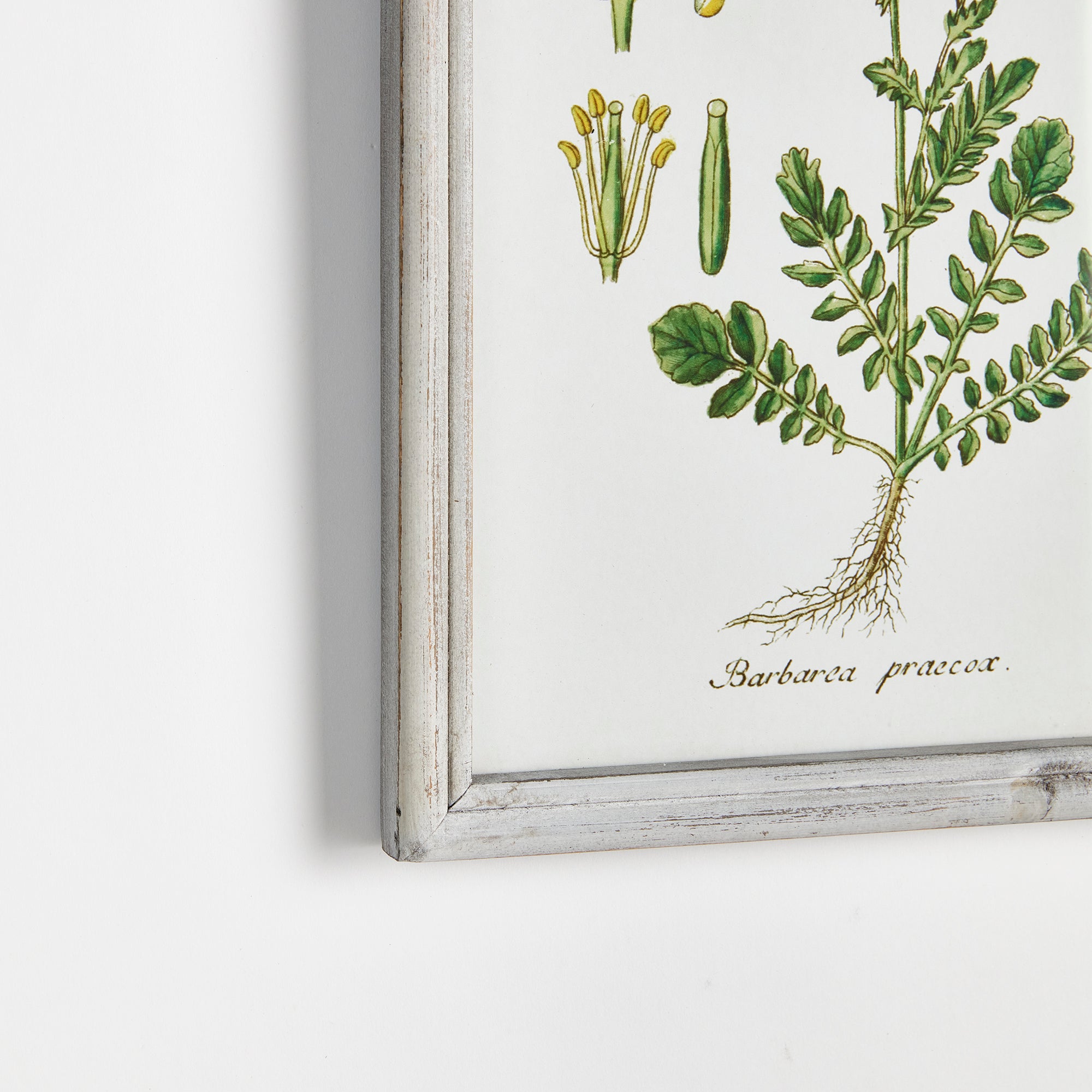 PERENNIAL BOTANICAL STUDY, SET OF 6 - view 2