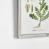 PERENNIAL BOTANICAL STUDY, SET OF 6 - view 2