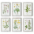 PERENNIAL BOTANICAL STUDY, SET OF 6 BY NAPA HOME & GARDEN