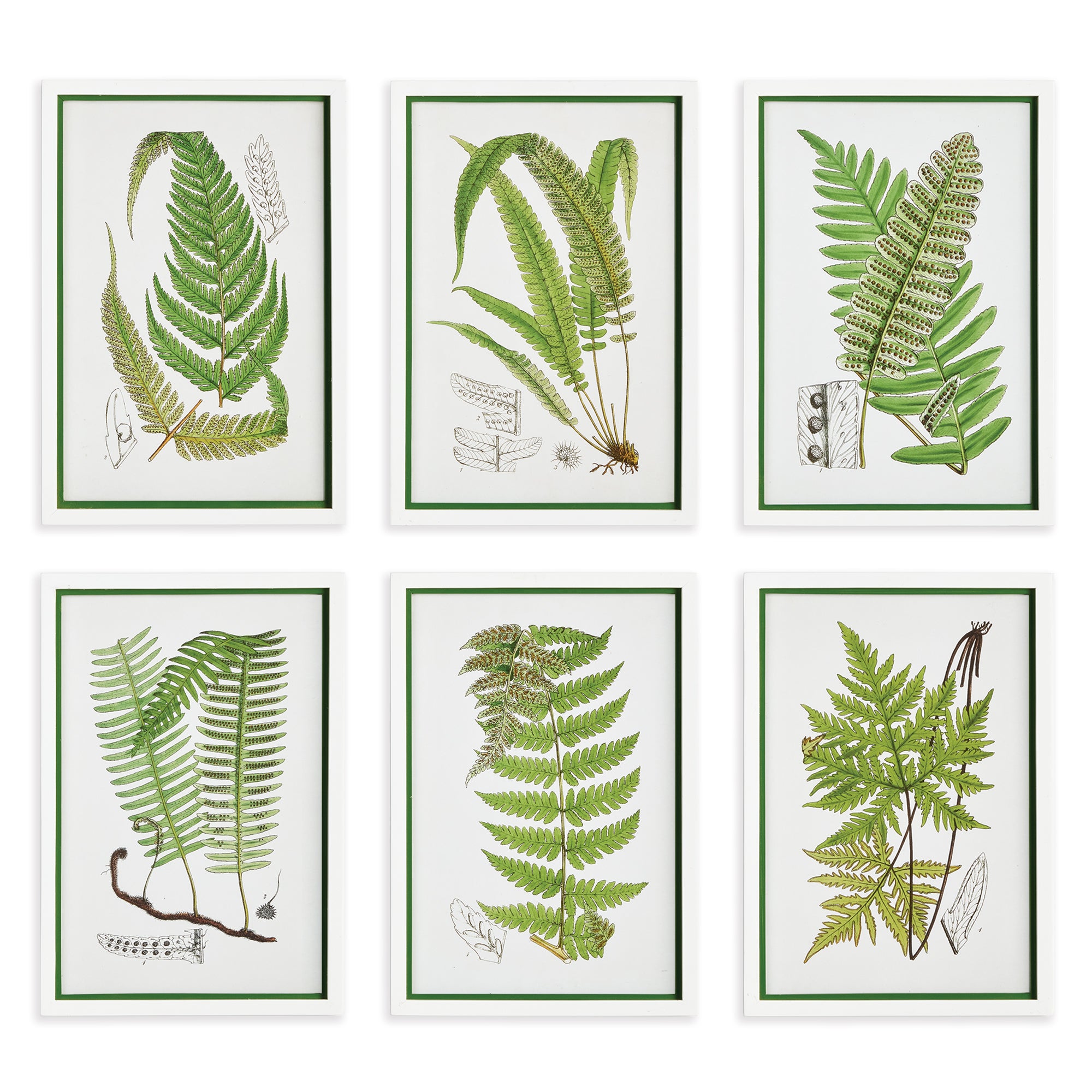 LAYERED FERN PRINTS, SET OF 6 BY NAPA HOME & GARDEN