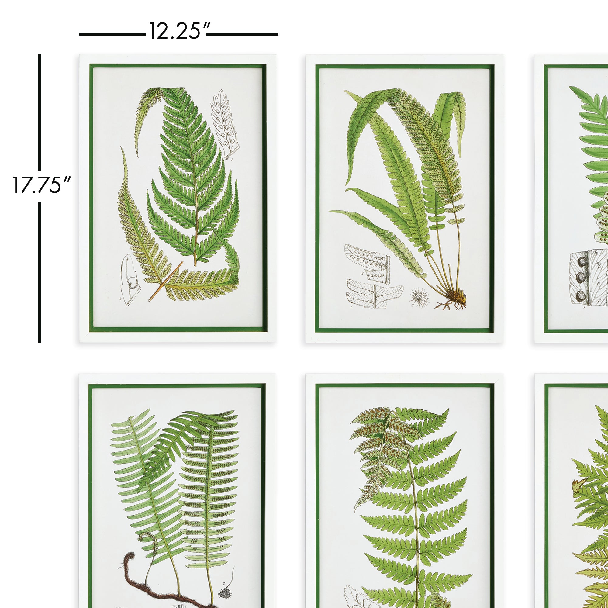 Layered Fern Prints, Set Of 6 - View 2