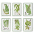 LAYERED FERN PRINTS, SET OF 6 BY NAPA HOME & GARDEN