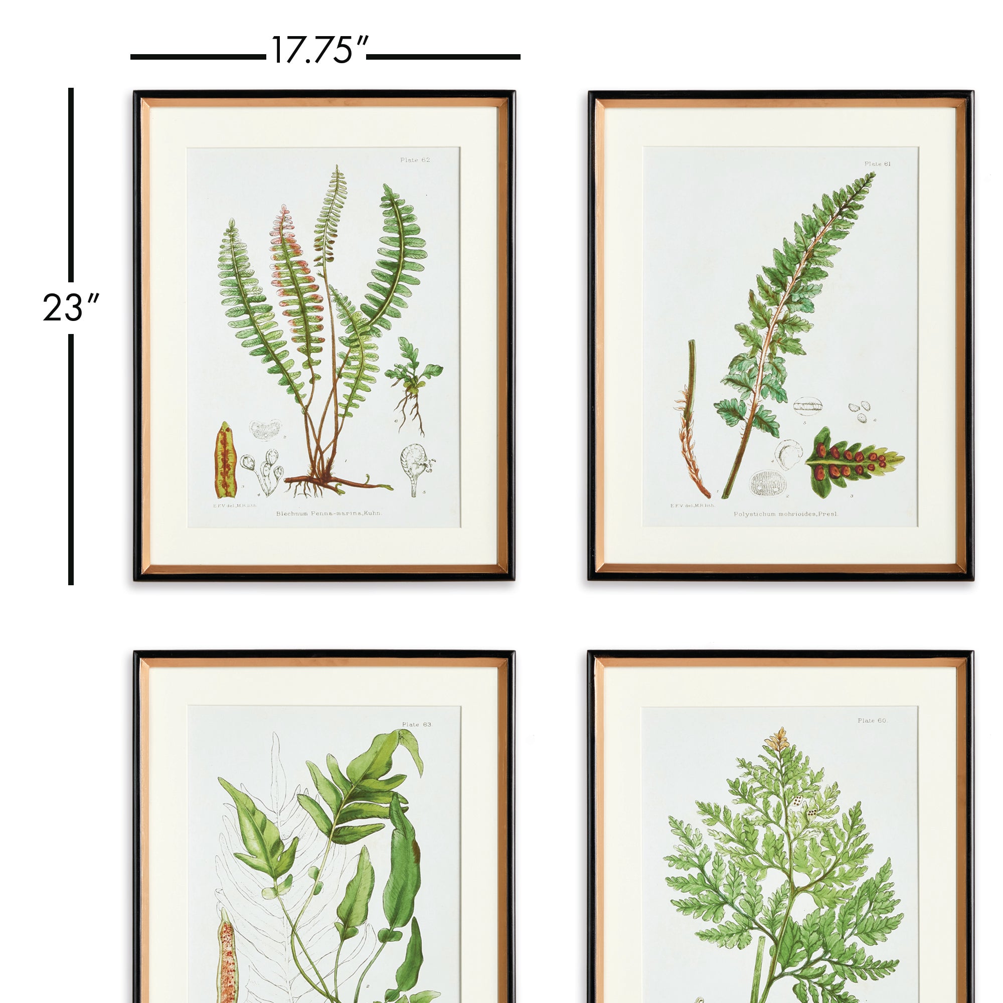 STRUCTURAL FERN STUDY, SET OF 4 - view 2