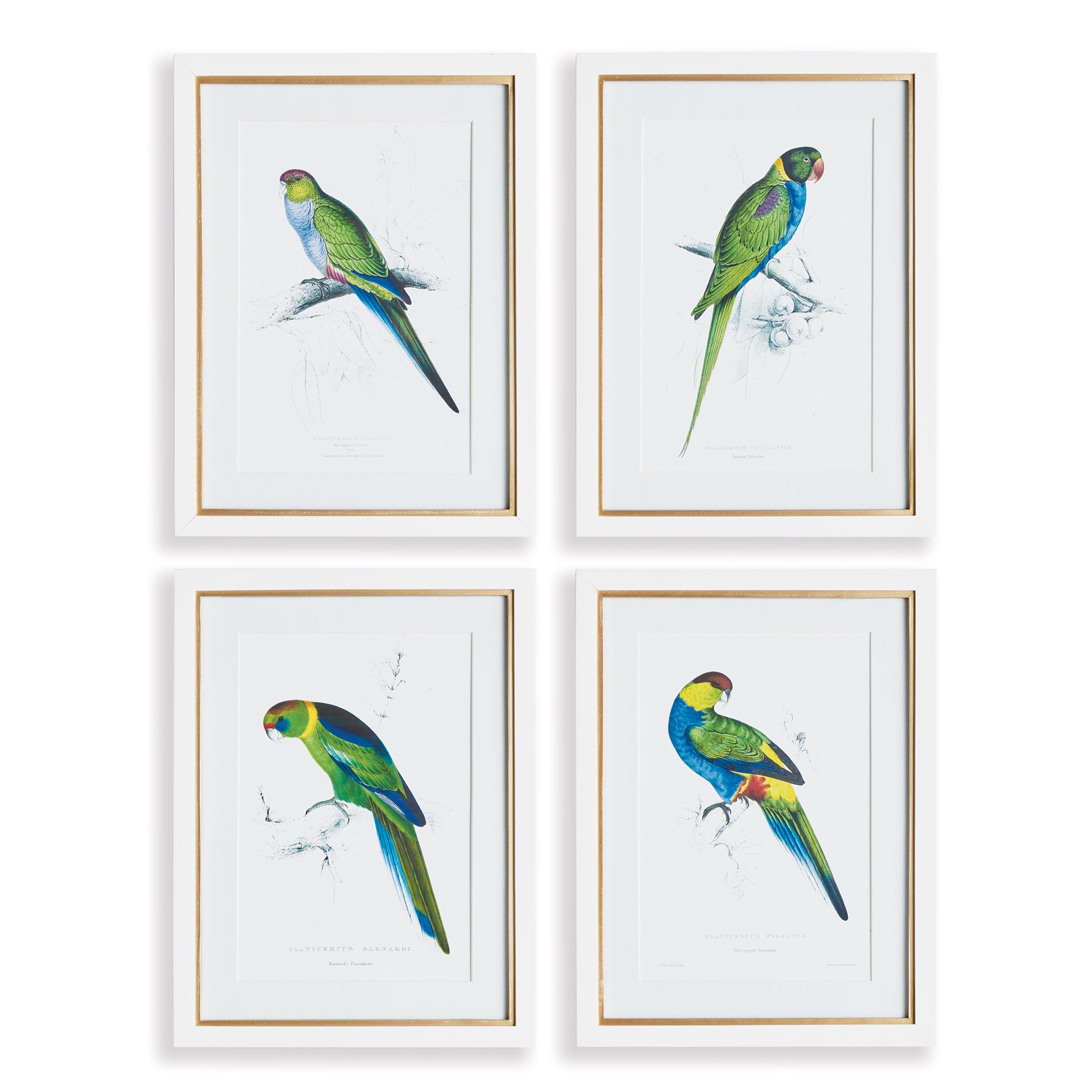 Colorful Parrot Prints, Set Of 4