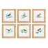 SONGBIRD PETITE PRINTS, SET OF 6 BY NAPA HOME & GARDEN