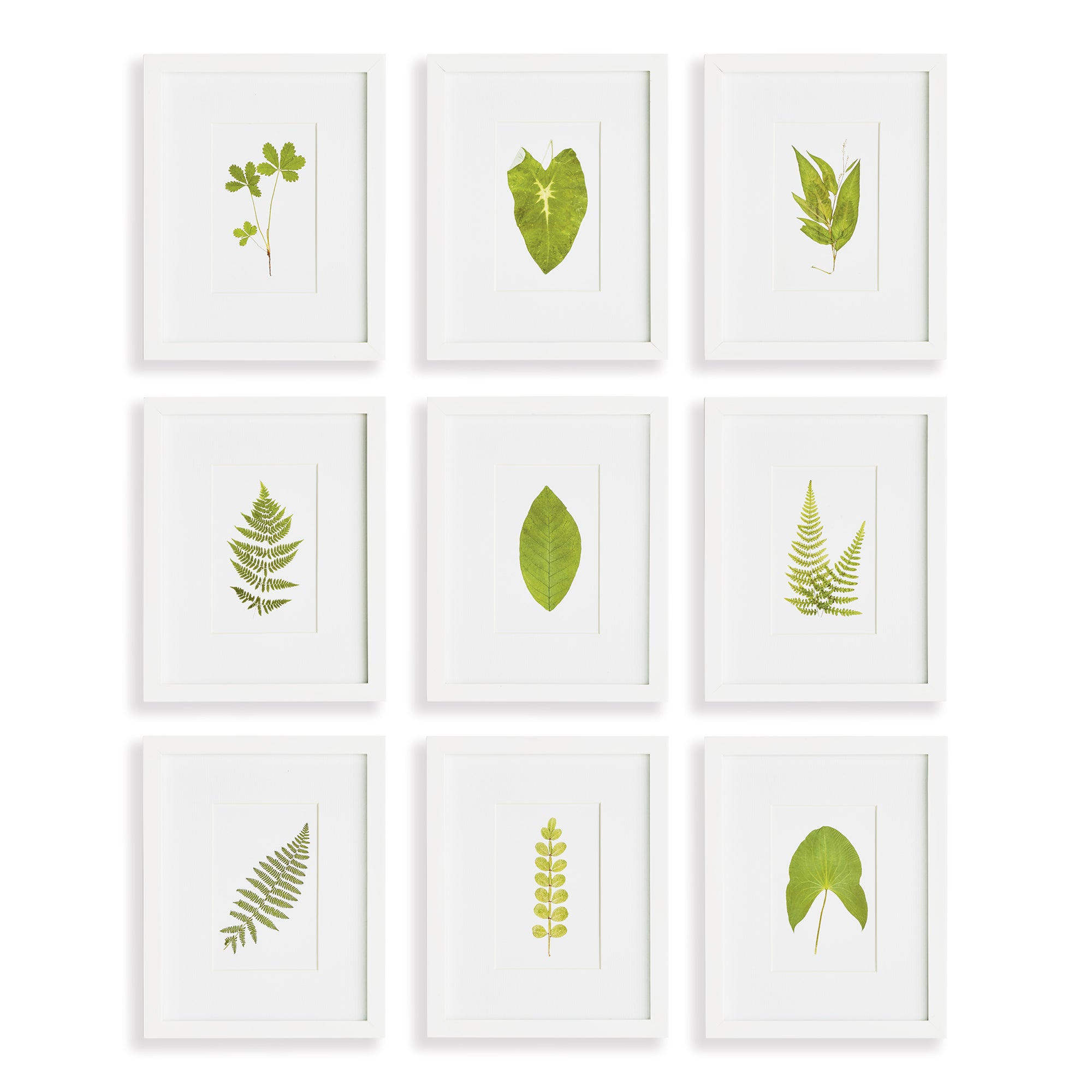 GREEN LEAF PETITE PRINTS, SET OF 9 BY NAPA HOME & GARDEN