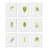 GREEN LEAF PETITE PRINTS, SET OF 9 BY NAPA HOME & GARDEN