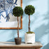 Boxwood Single Sphere Topiary Drop-In 24" - View 4