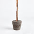 Boxwood Single Sphere Topiary Drop-In 24" - View 3