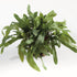 ECHEVERIA FERN DROP-IN 13.5" - view 2