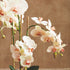 PHALAENOPSIS ORCHID DROP-IN 30" - view 5