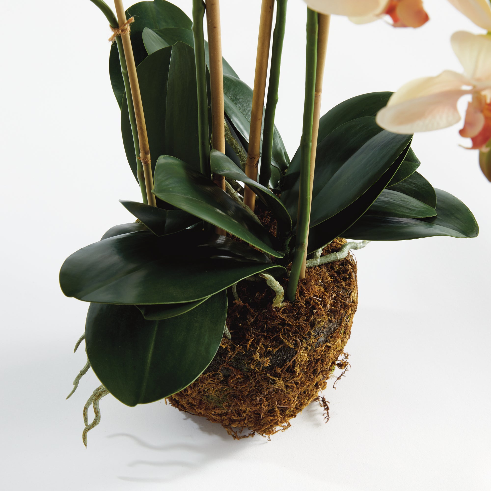 Phalaenopsis Orchid Drop-In 30" - View 2