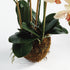 Phalaenopsis Orchid Drop-In 30" - View 2