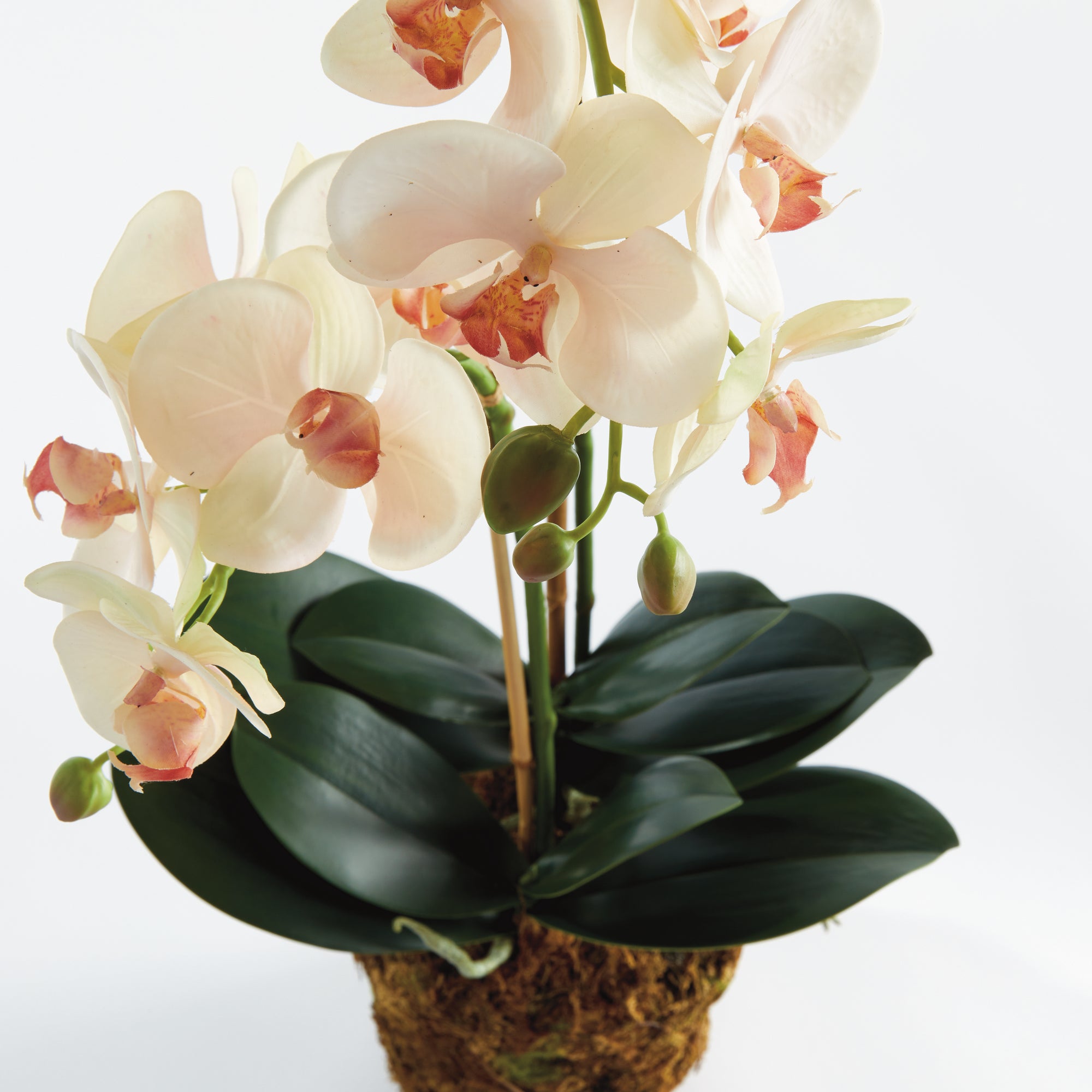 Phalaenopsis Orchid Drop-In 23" - View 3