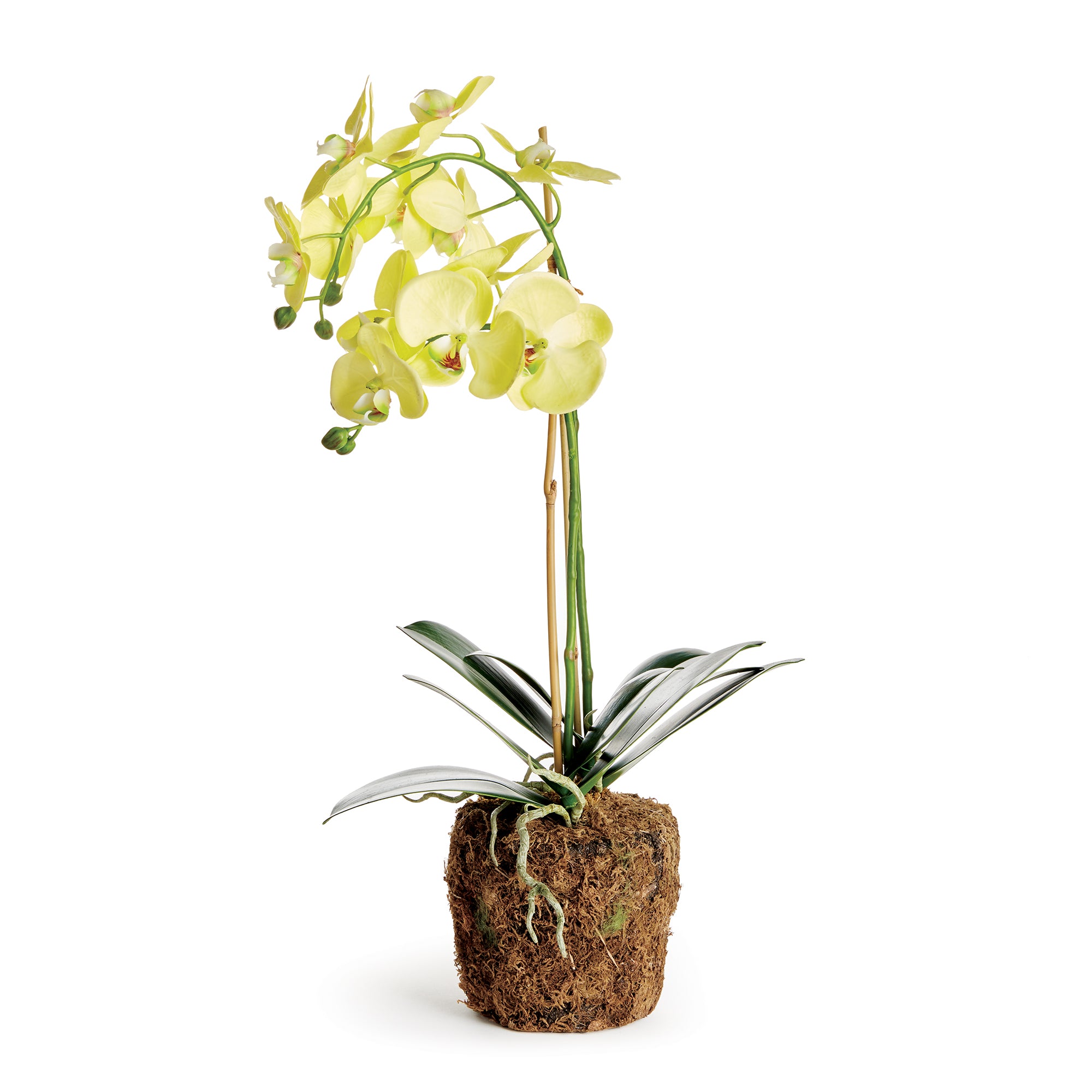 PHALAENOPSIS ORCHID DROP-IN 23" BY NAPA HOME & GARDEN