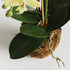 Phalaenopsis Orchid Drop-In 23" - View 3