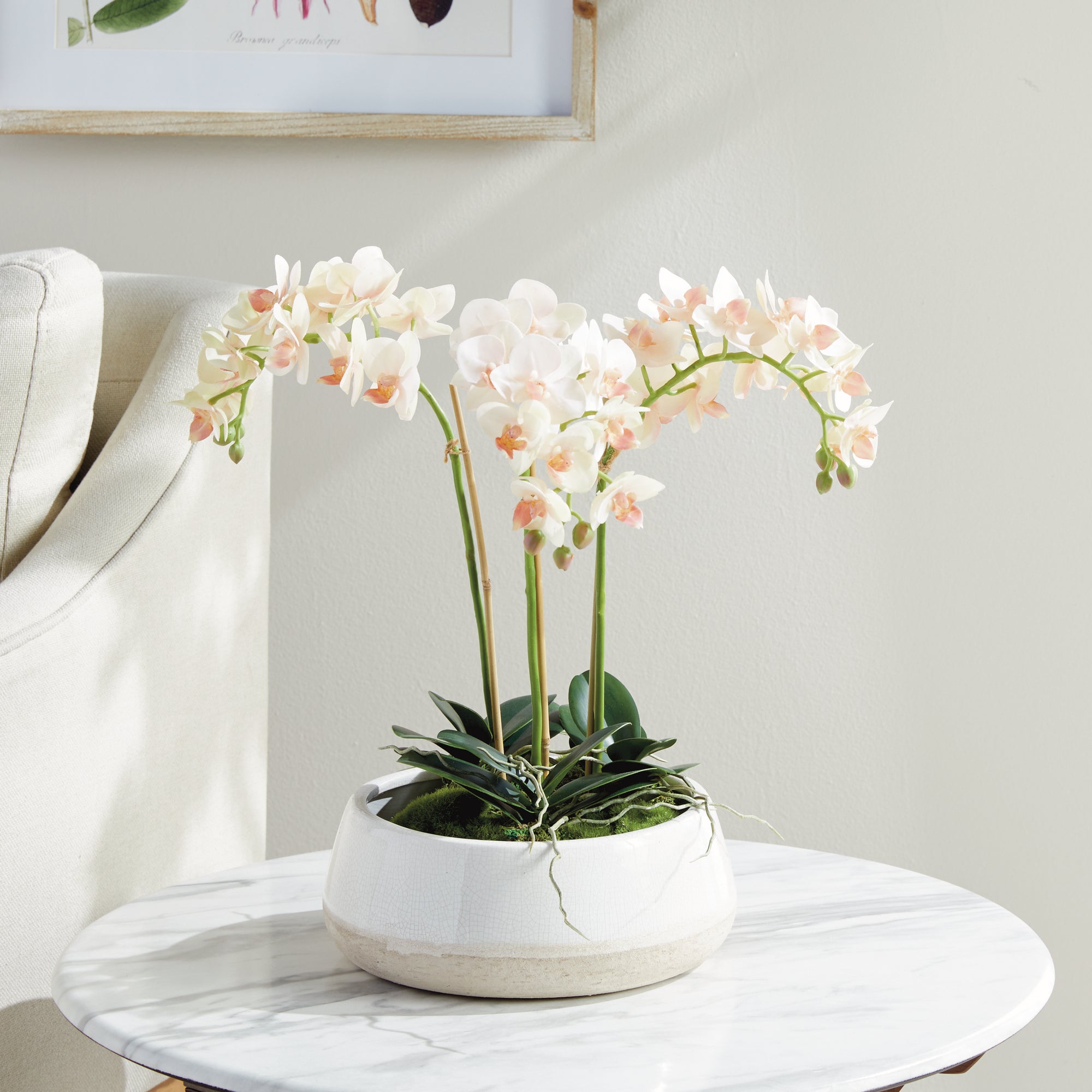 PHALAENOPSIS 16" MINI GARDEN DROP-IN - view 4