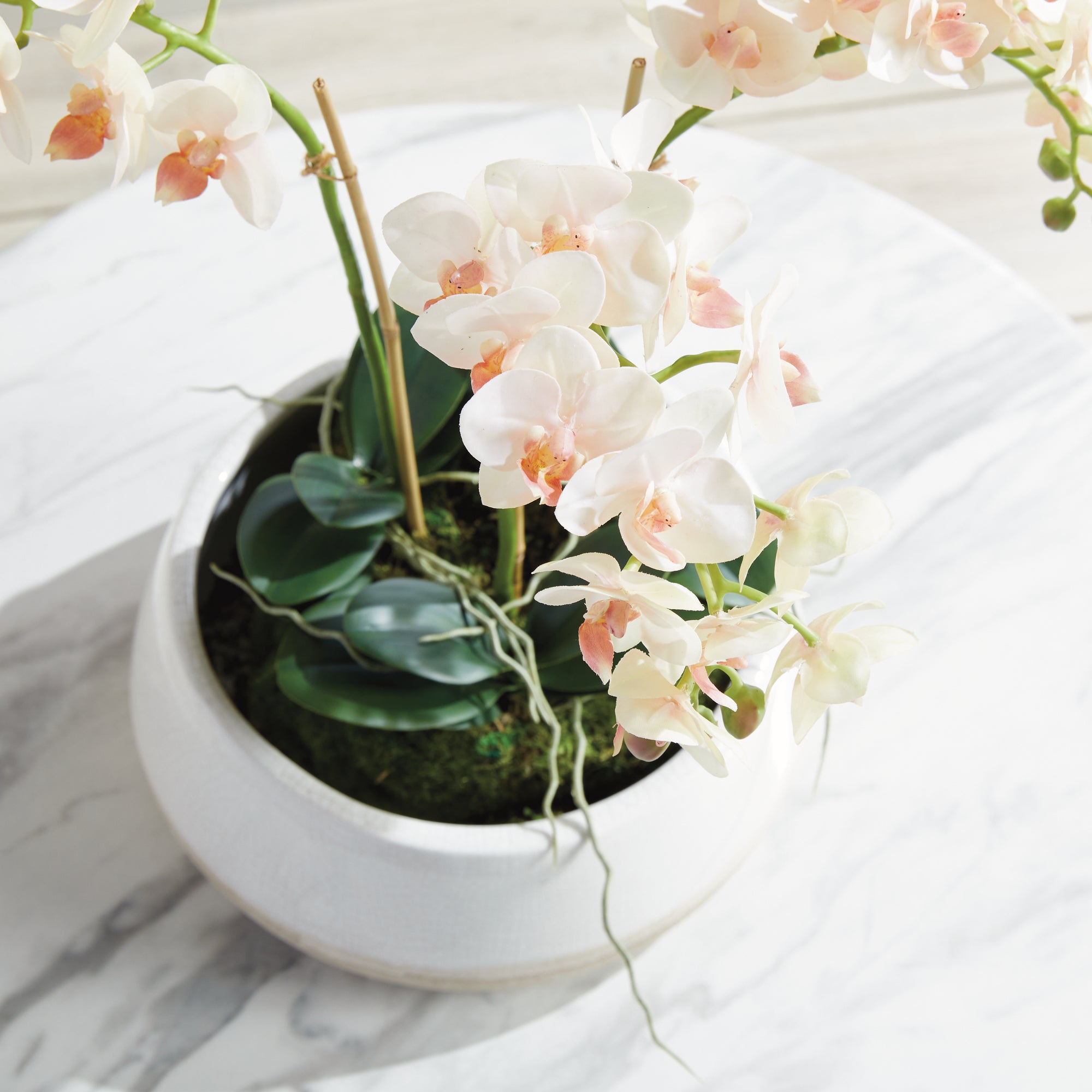 Phalaenopsis 16" Mini Garden Drop-In - View 6
