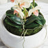 Phalaenopsis 16" Mini Garden Drop-In - View 7