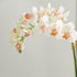 Phalaenopsis 16" Mini Garden Drop-In - View 8