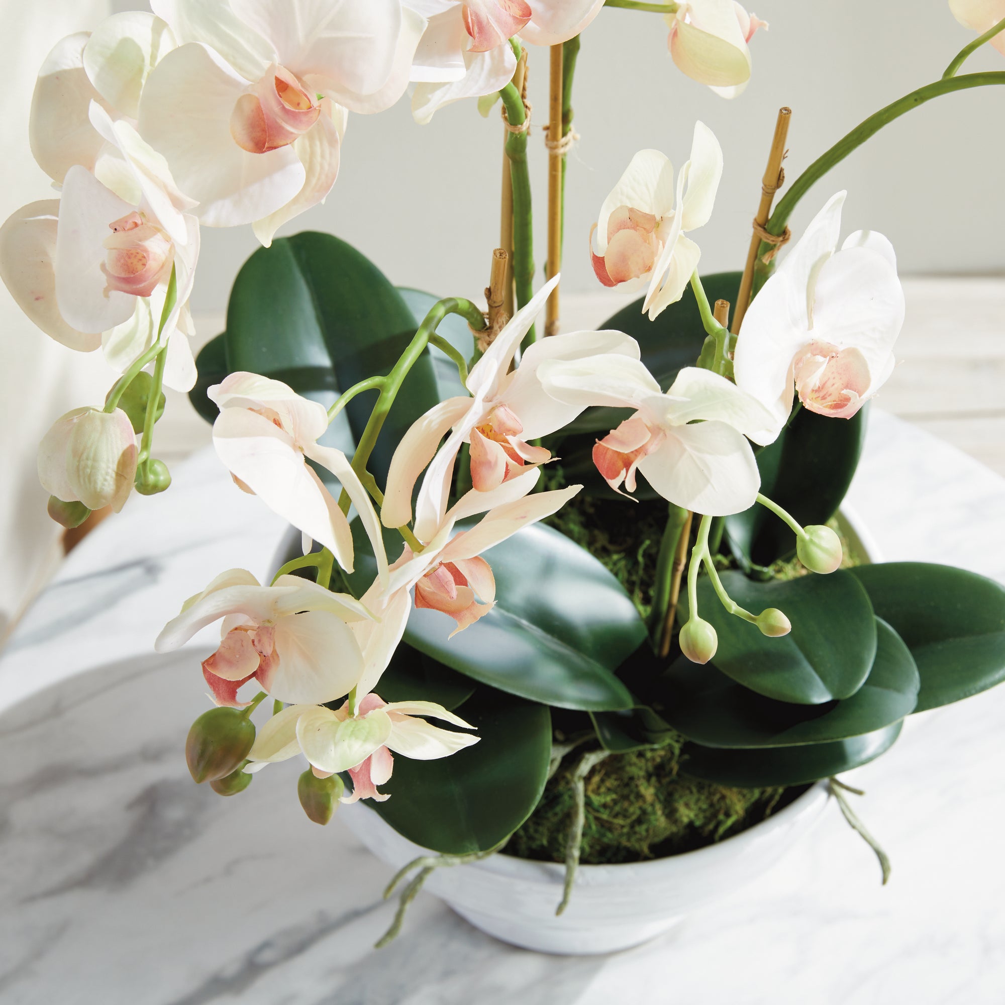 Phalaenopsis Orchid Bowl Drop-In 18.5" - View 5