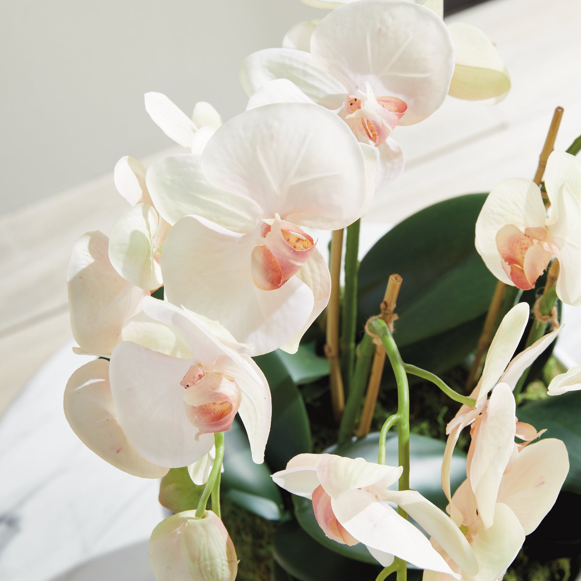 Phalaenopsis Orchid Bowl Drop-In 18.5" - View 6