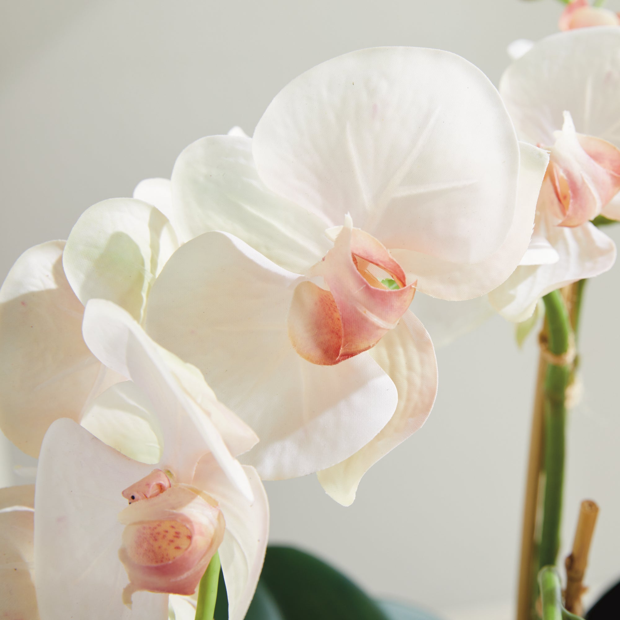 PHALAENOPSIS ORCHID BOWL DROP-IN 18.5" - view 8