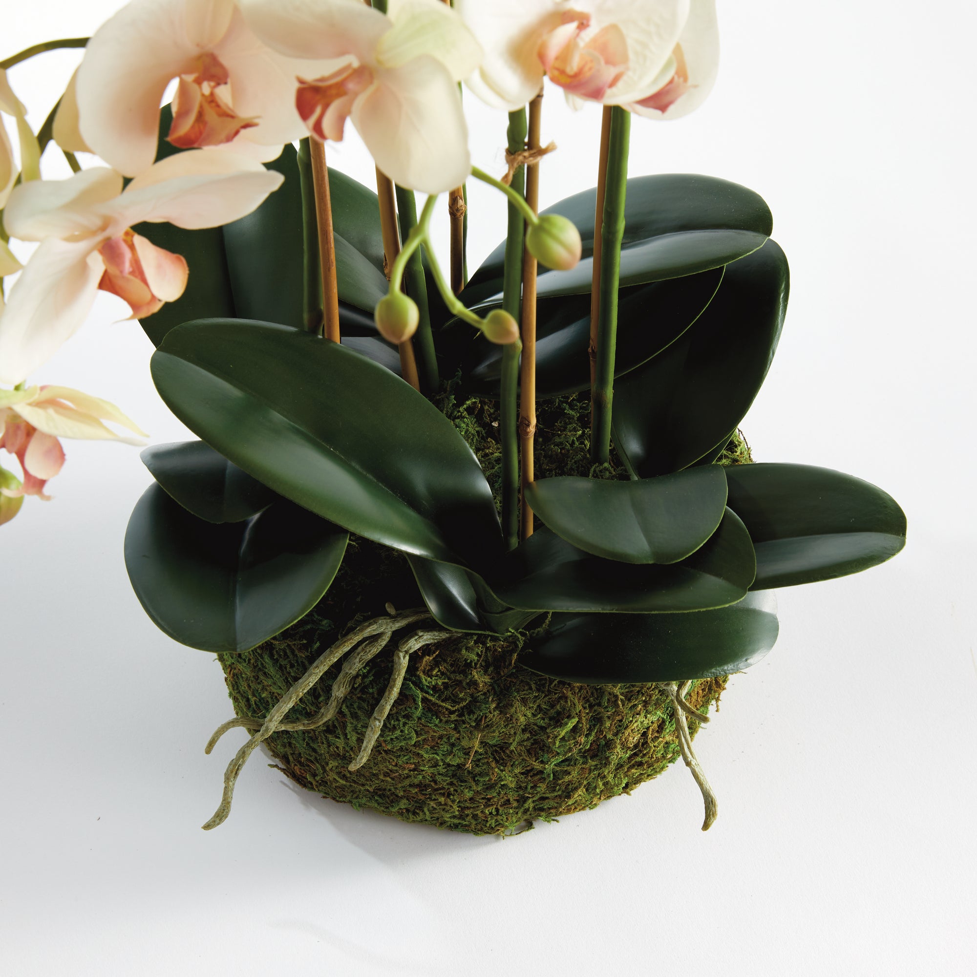 Phalaenopsis Orchid Bowl Drop-In 18.5" - View 2