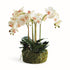 PHALAENOPSIS ORCHID BOWL DROP-IN 18.5"