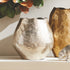 Harlin Short Vase - View 5