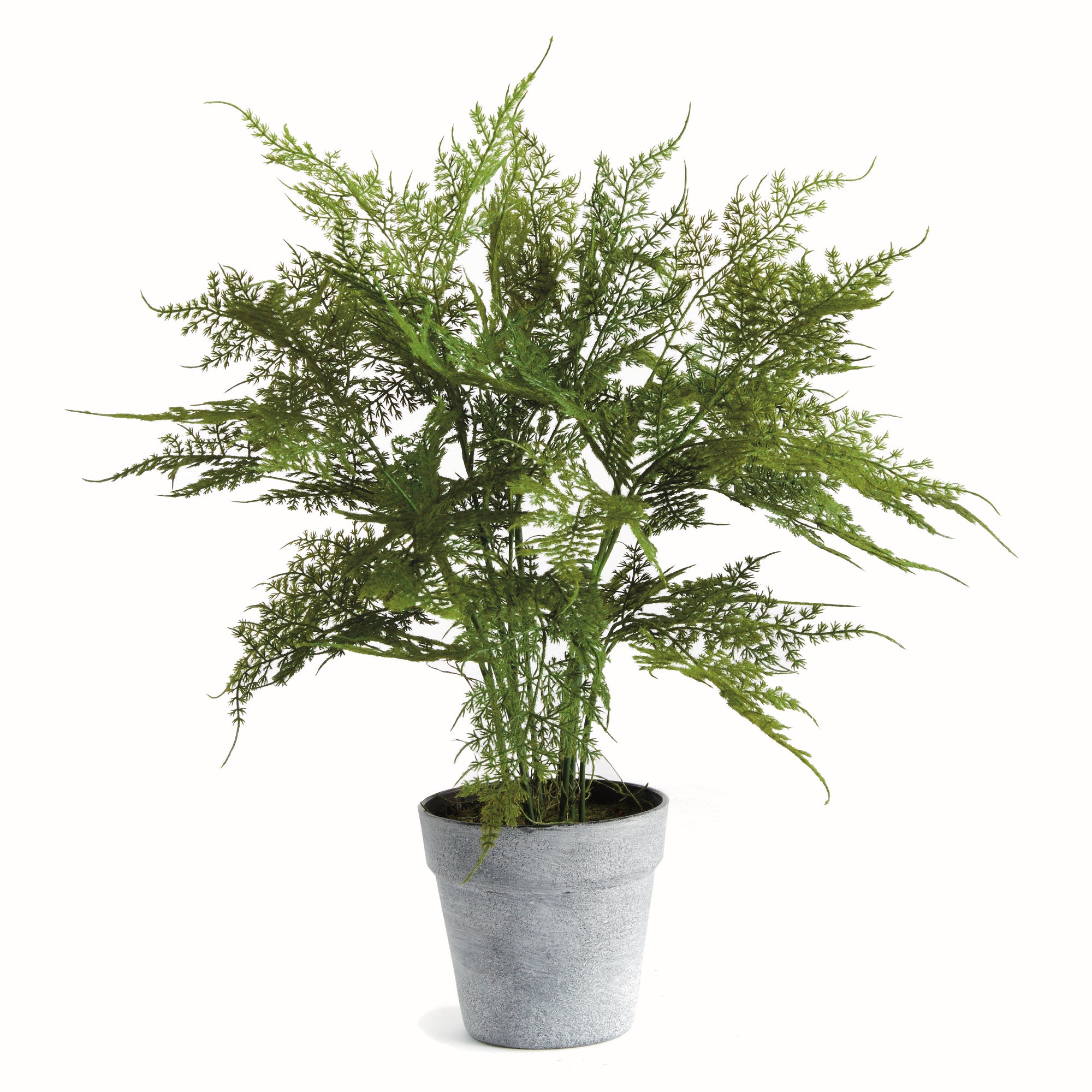 PLUMOSA FERN DROP-IN 21"