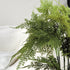 PLUMOSA FERN DROP-IN 21" - view 8