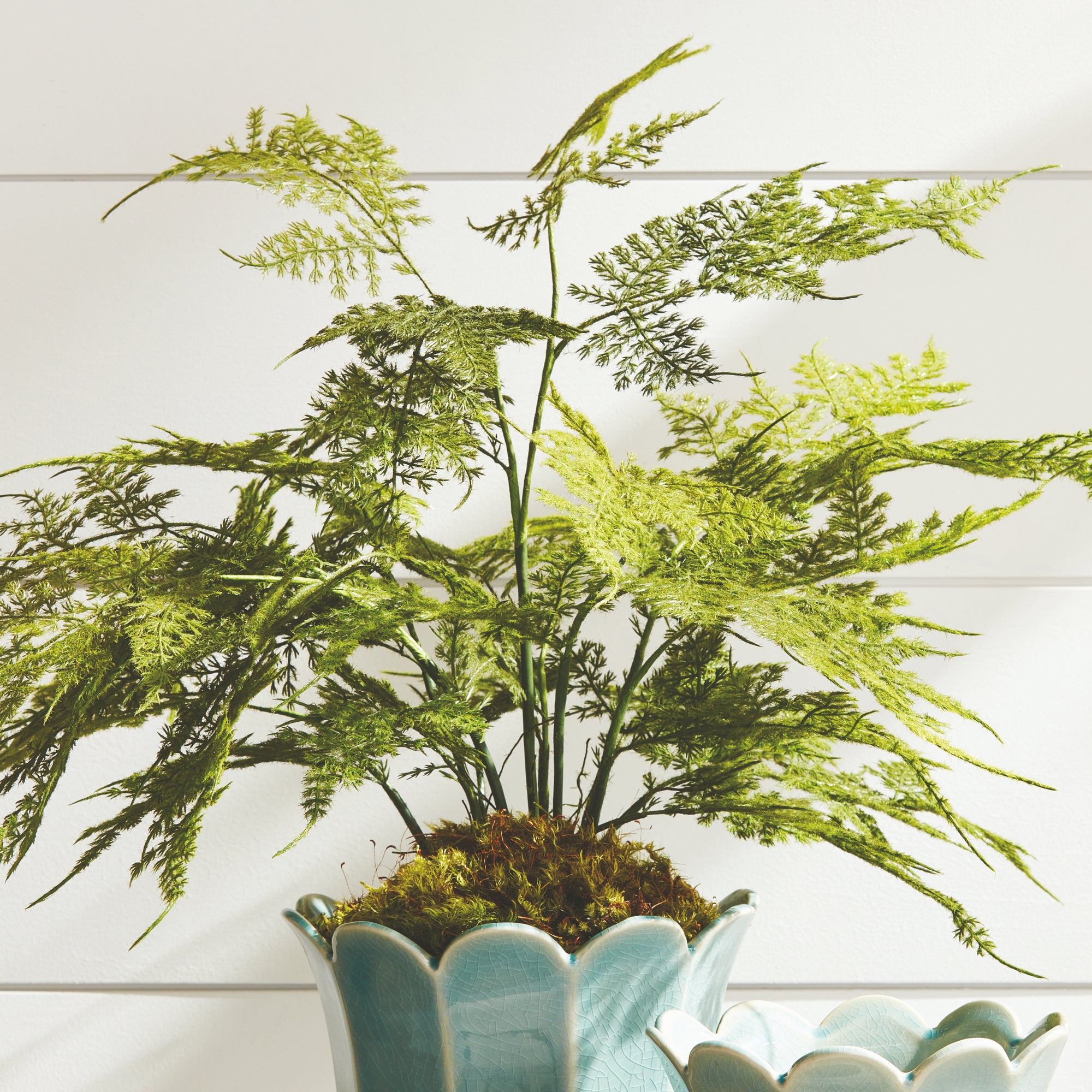 Plumosa Fern Drop-In 21" - View 5