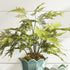 Plumosa Fern Drop-In 21" - View 5