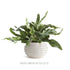 Avani Pot Medium - View 5