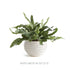 Avani Pot Large - View 7
