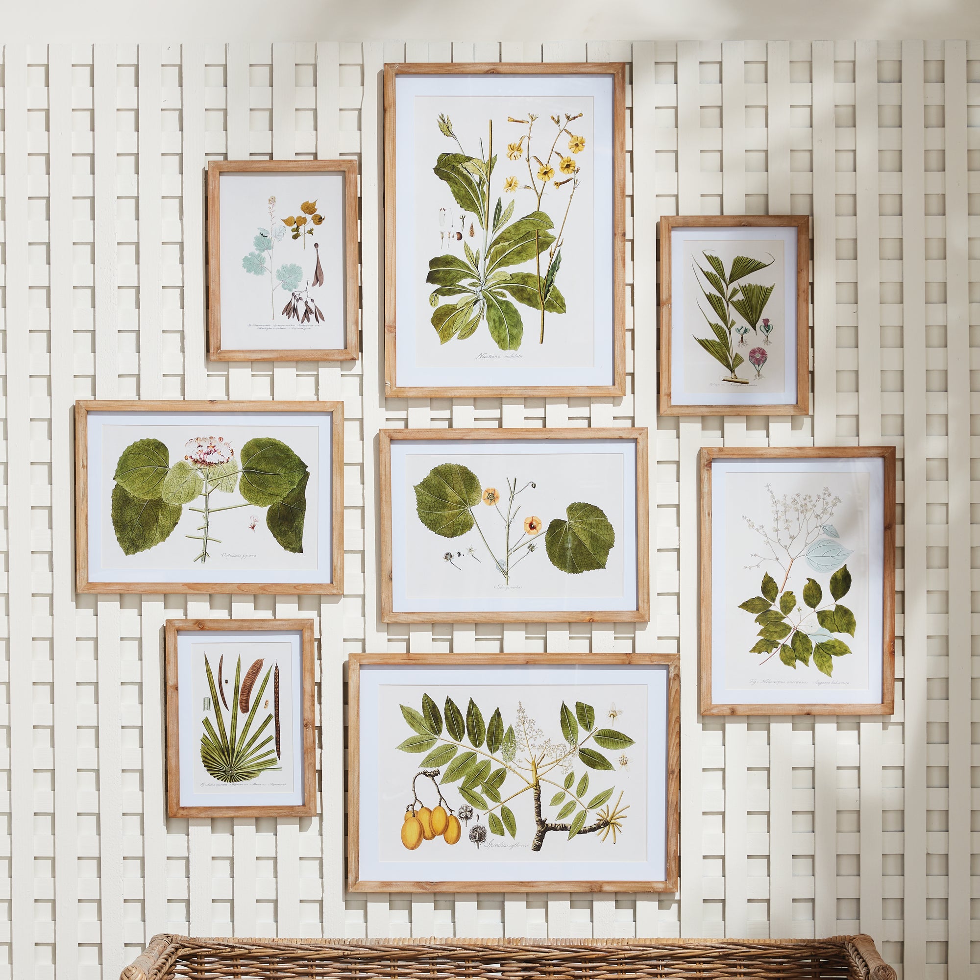 Flora And Fauna Gallery Prints, Set Of 8 - View 3