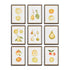 Assorted Fruits Study, Set Of 9
