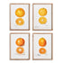 Citrus Study, Set Of 4