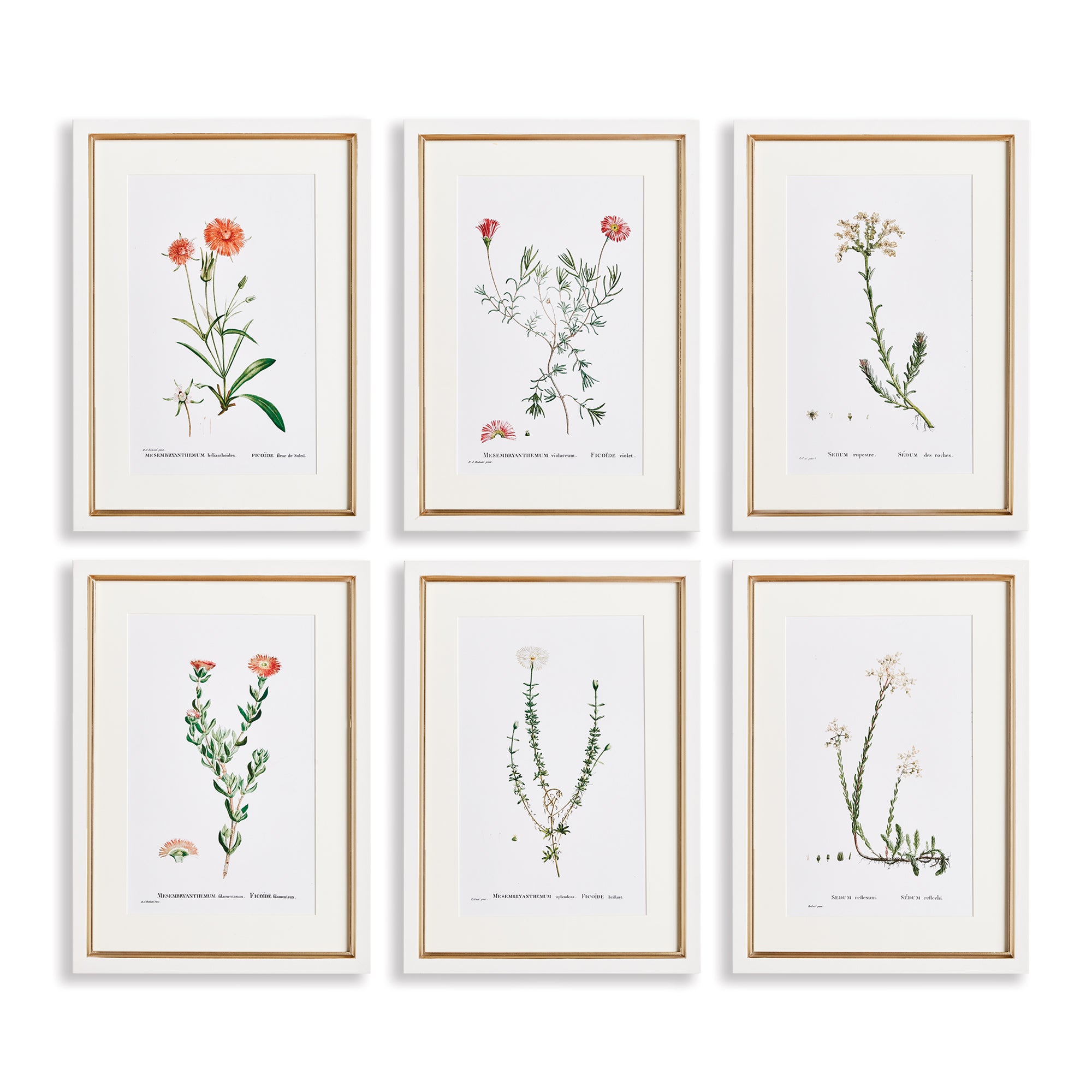 FLOWER STUDIES IN SHADES OF BLUSH, SET OF 6