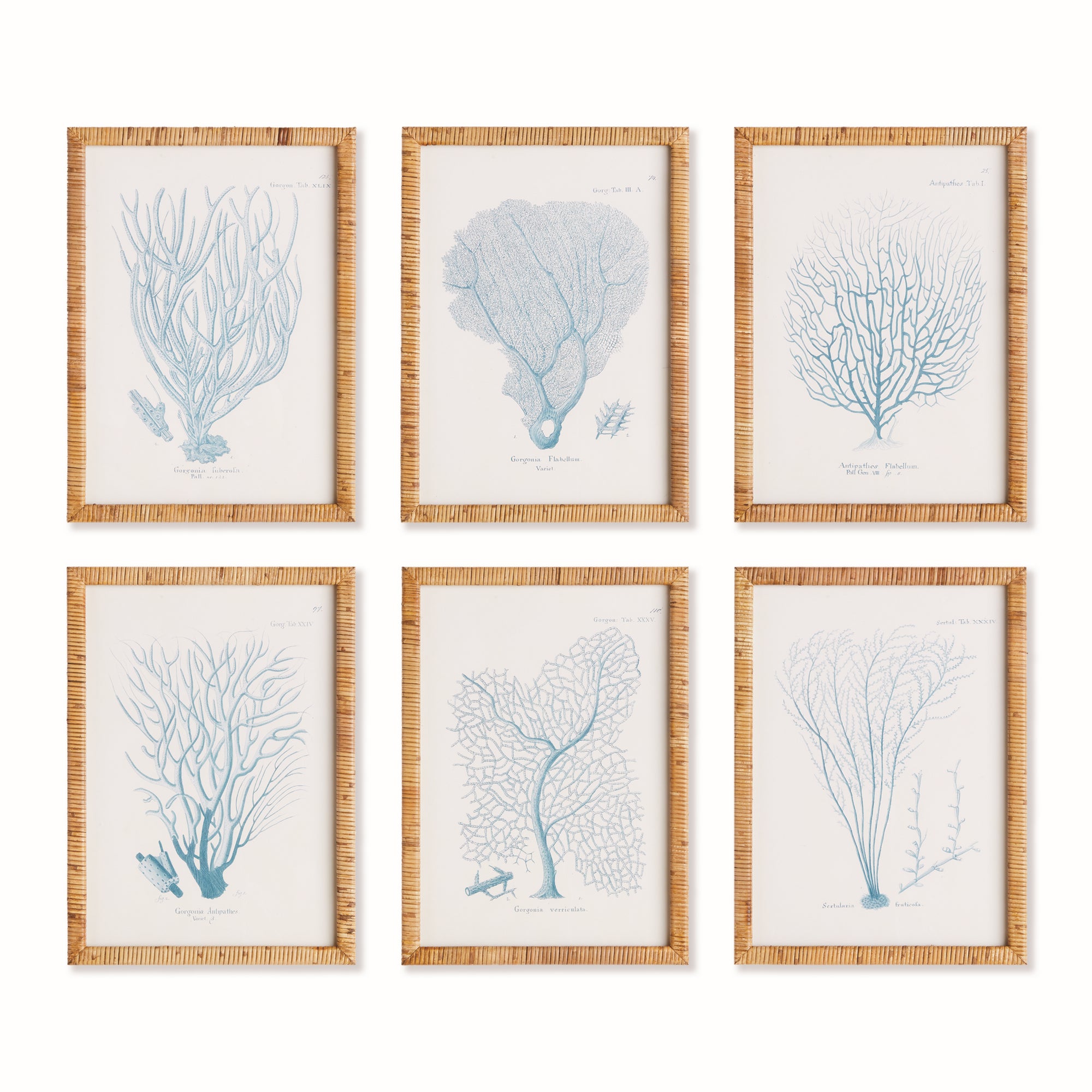 Sea Fan And Coral Study In Blue, Set Of 6