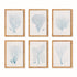 Sea Fan And Coral Study In Blue, Set Of 6