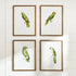 Parrot Illustrations In Green, Set Of 4 - View 4