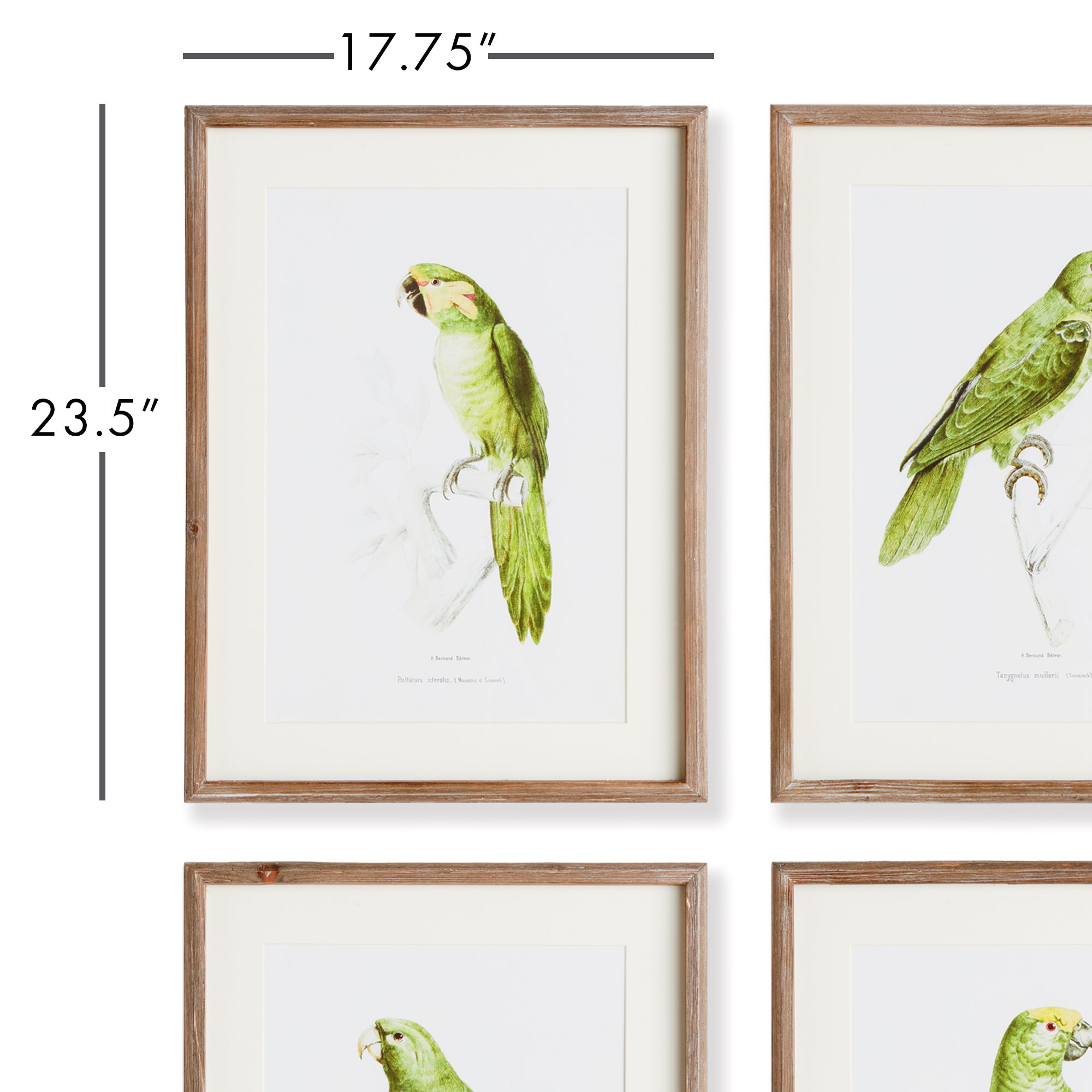 PARROT ILLUSTRATIONS IN GREEN, SET OF 4 - view 3